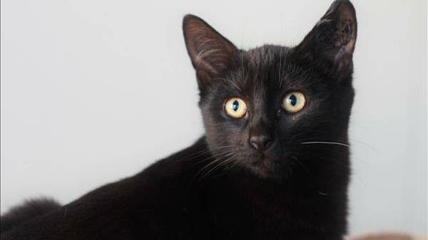 Skittles is a four-year-old male, very clean and tidy. He is very affectionate, but not in desperate need of constant attention. 