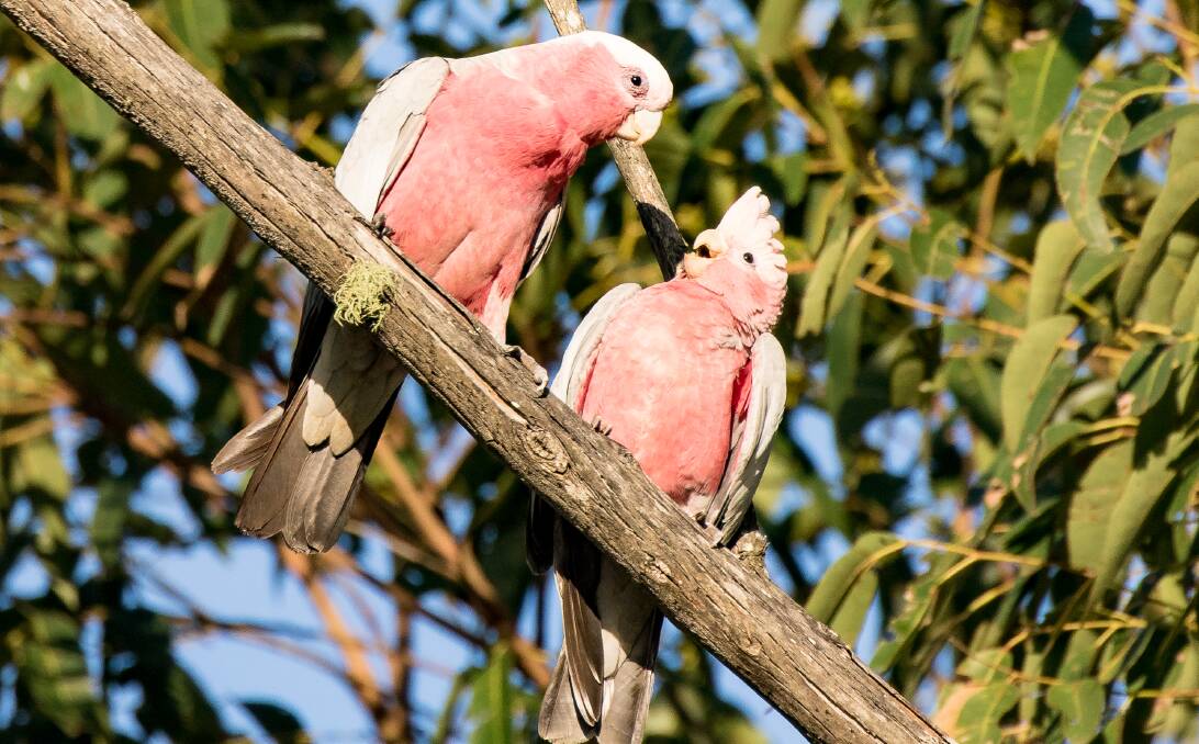 FUN VIEWING: With their clownish nature, galahs are great fun to watch.