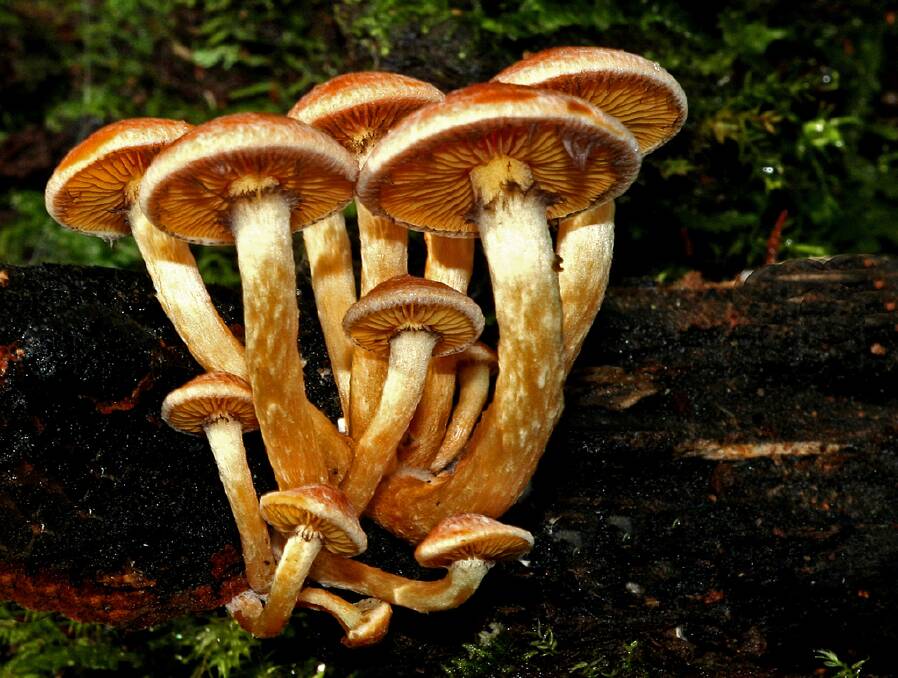 LITTLE MARVEL: A rainforest fungus.