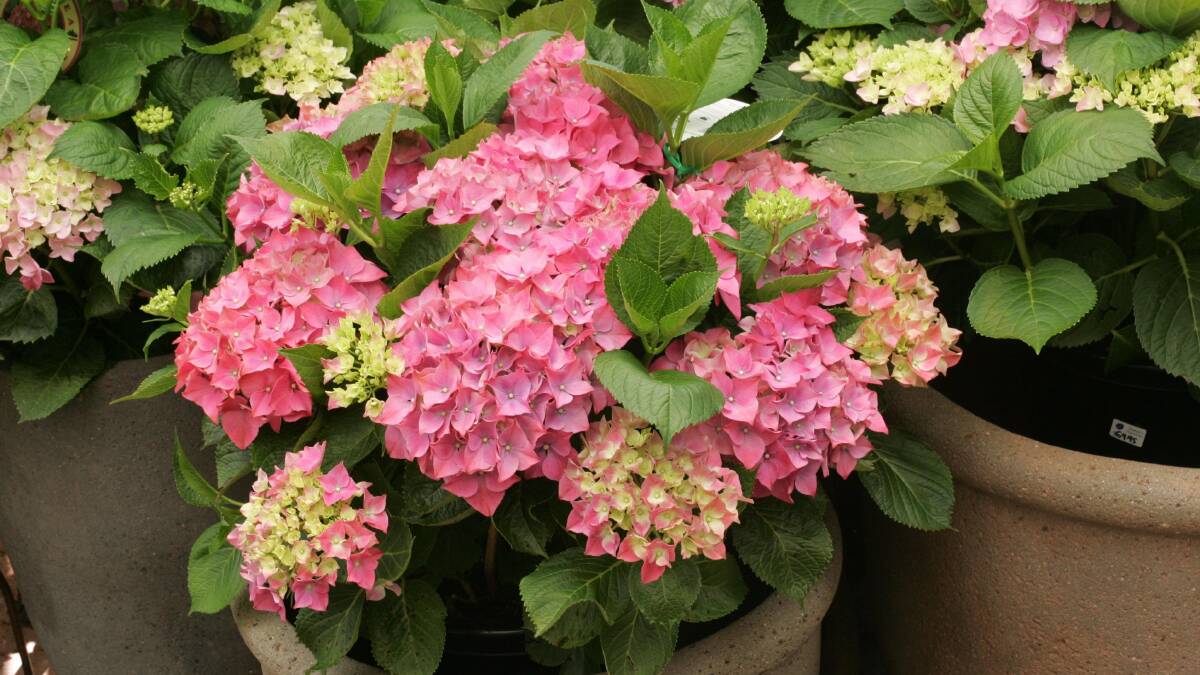IN FLOWER: Hydrangeas  are now in flower and bring mauve or pink tones to many gardens. 