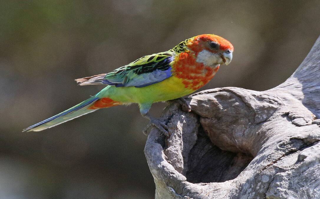 HOME SWEET HOME: An Eastern Rosella at the nest hole.