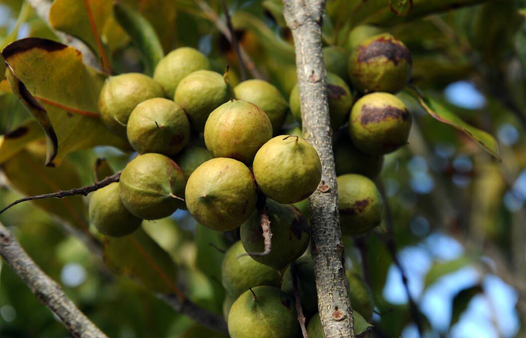 The great all-rounder: There are plenty of options when you grow macadamia nuts, both for eating and your garden.