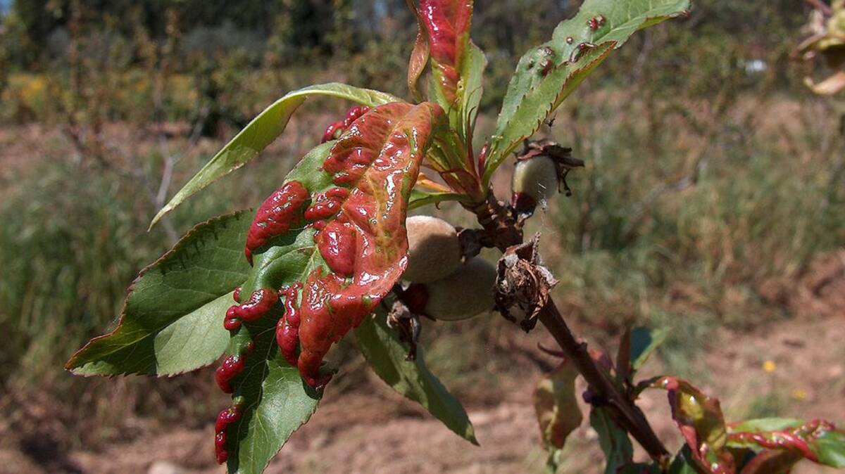 MAJOR ISSUE: Peach leaf curl is a major fungal problem, mainly affecting peach trees, although nectarine and almond trees can also be impacted.