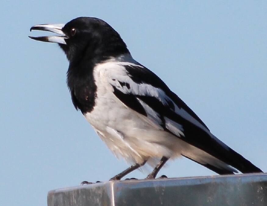 ON SONG: A Butcherbird singing, one of the most beautiful songs of the bush. 