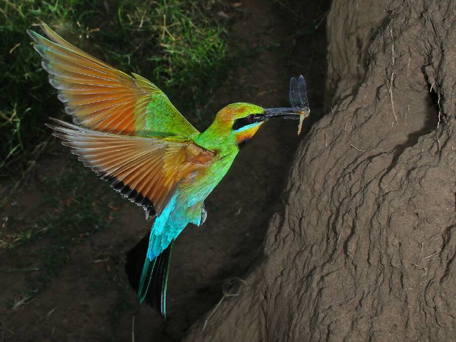 Rainbow Bee-Eater braking at the nest with food. 