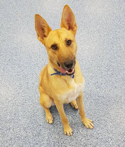 Minka is a German Shepherd, aged 15 months. She needs and active family and is more comfortable with calm dogs who are not going to jump on her.  