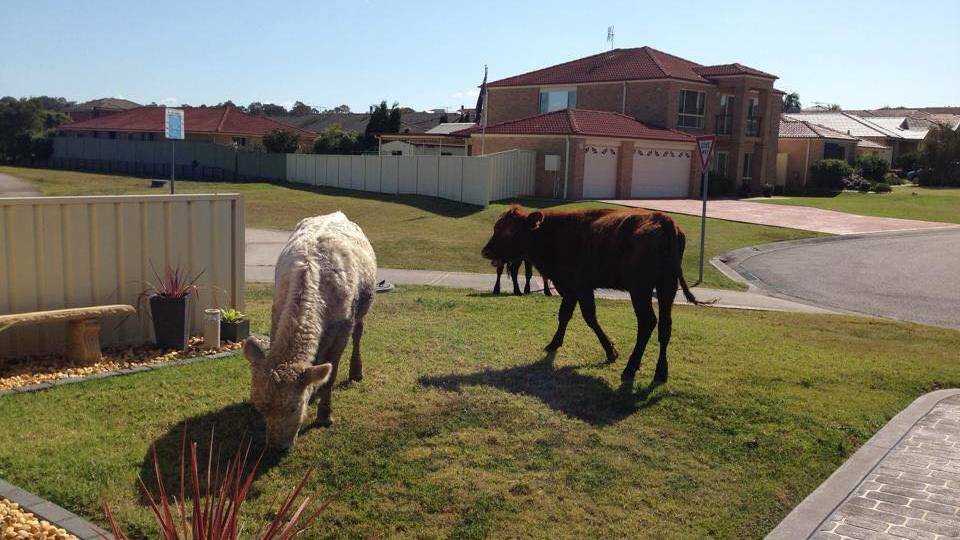 A homeowner surveys cattle on her front lawn at Thornton. 