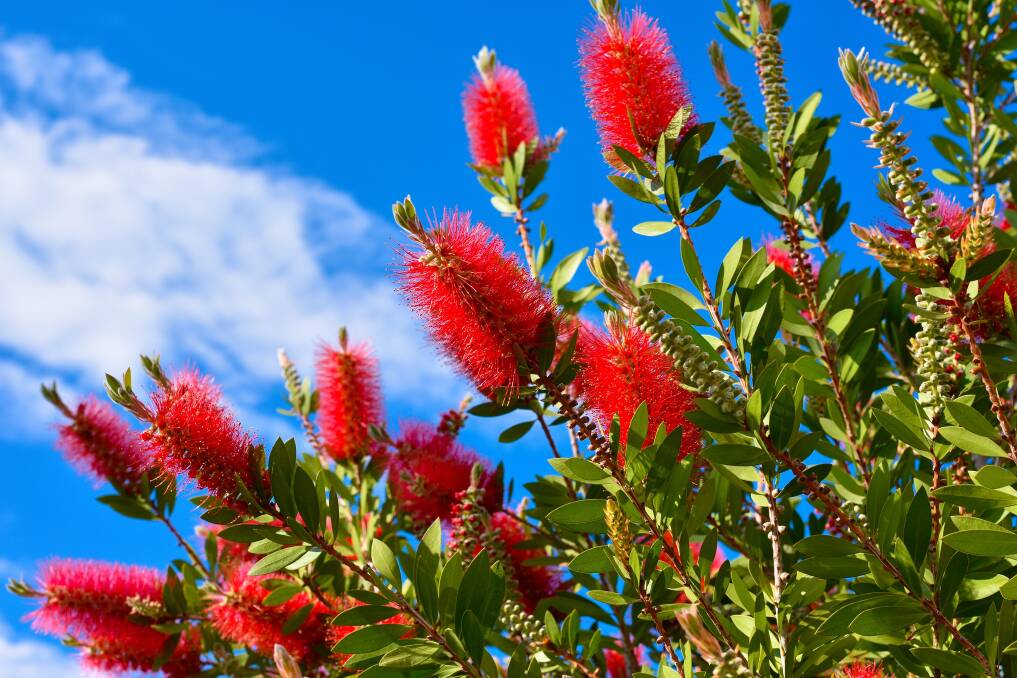 ALL-ROUND STUNNER: Bottlebrushes have an abundance of colourful flowers and fancy foliage.