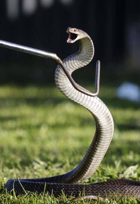 WARY: People have been warned about increased brown snake activity as the weather warms up. A boy, 14, was bitten at Greta last month. Picture: Brock Mitchell.