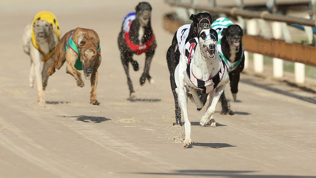 Greyhound racing banned in NSW | poll