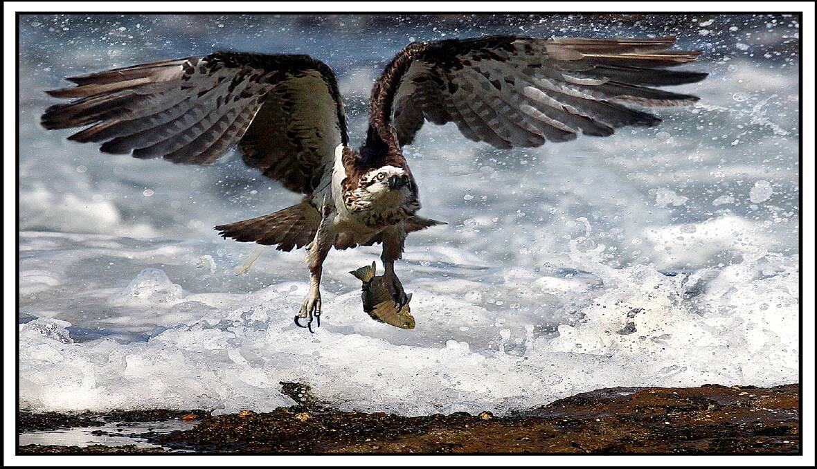 BIRD OF PREY: The impressive osprey as it sweeps across the beach shoreline and heads inland to a nest to have a feed. 