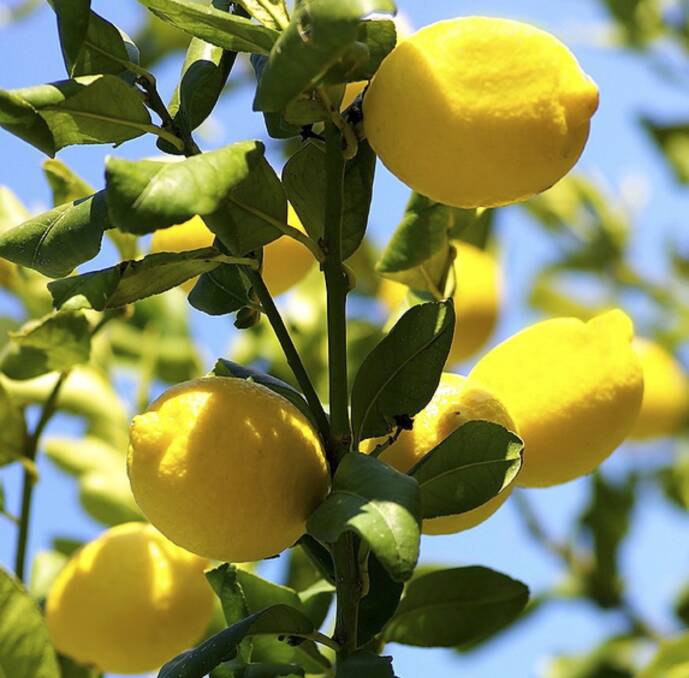 ORANGES AND LEMONS: There are a variety of citrus plants - lemons, limes, oranges, mandarins and more - that can flavour to your home garden, whether in the ground or in pots.