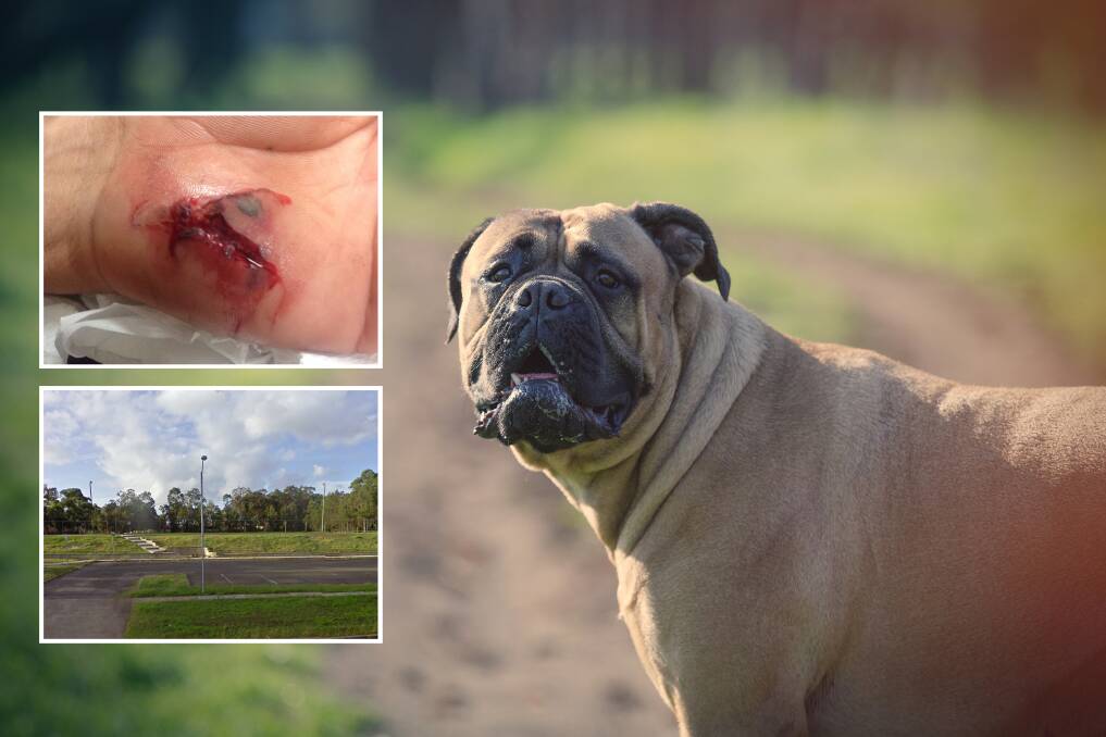 ATTACK: Two bull mastiffs, such as the one pictured, injured five people at a Metford park. Local father, Donald McInnes, required surgery on his hand after trying to stop the attack.   
