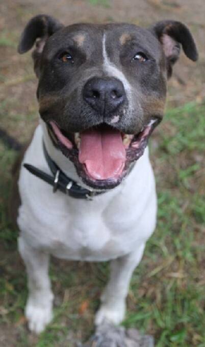ADOPT: Axel is waiting for a new family at the Hunter RSPCA shelter. The shelter is open from 9.30am to 3.30pm on any day except Tuesday. PICTURE: RSPCA