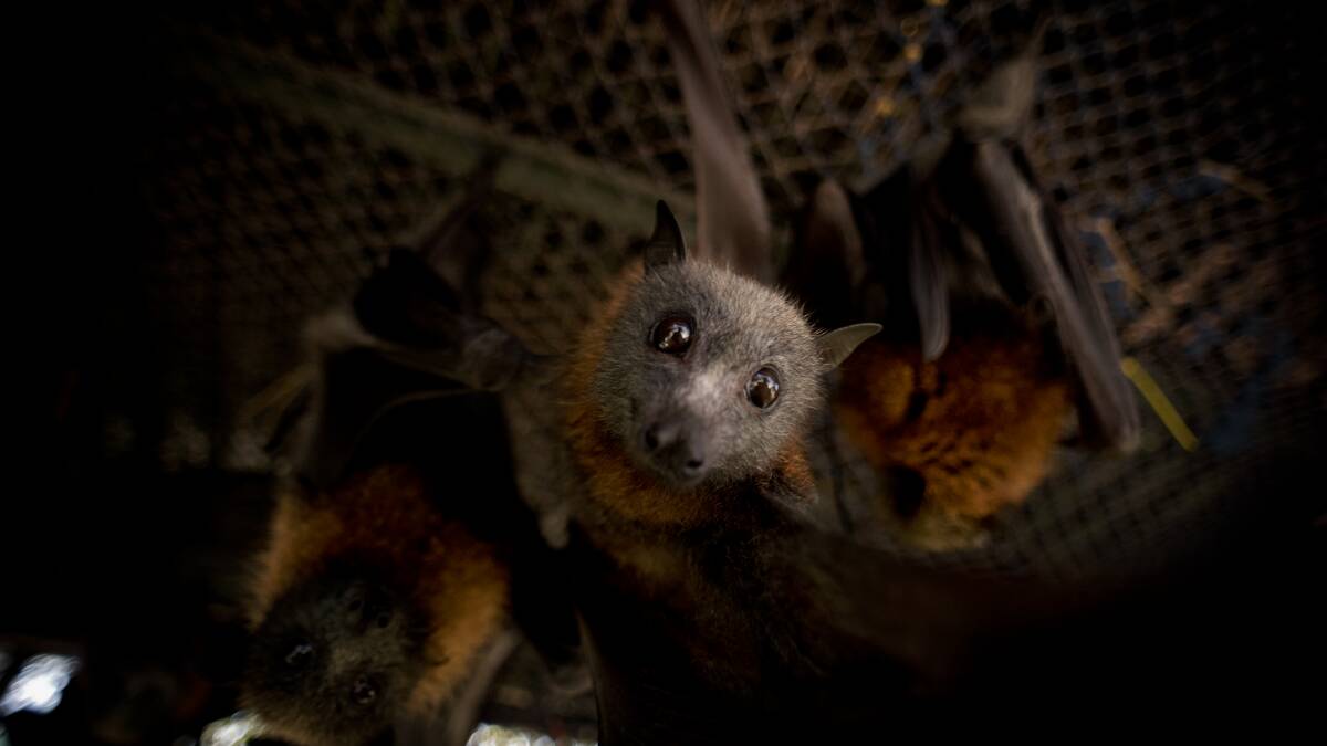 HANGING: Bats socialise in the aviary at Ms Hopper's Millfield property. There are 75 flying foxes in her care. 