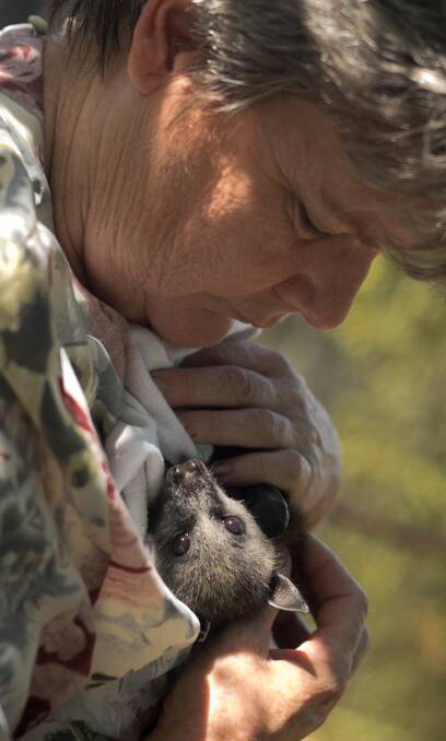 VULNERABLE: Flying fox rescuer Judy Hopper holds one of the bats saved from a recent series of heatwaves. Pictures: Perry Duffin