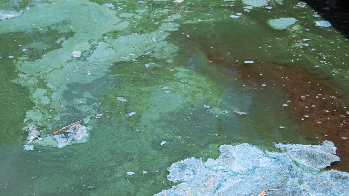 ALERT: An alert has been issued for blue green algae in Telarah Lagoon and Walka Water Works. Picture: Supplied