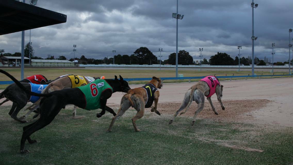 Greyhound trainers race against the clock to fight the NSW Government's decision to ban the sport. Picture: MAX MASON-HUBERS. 