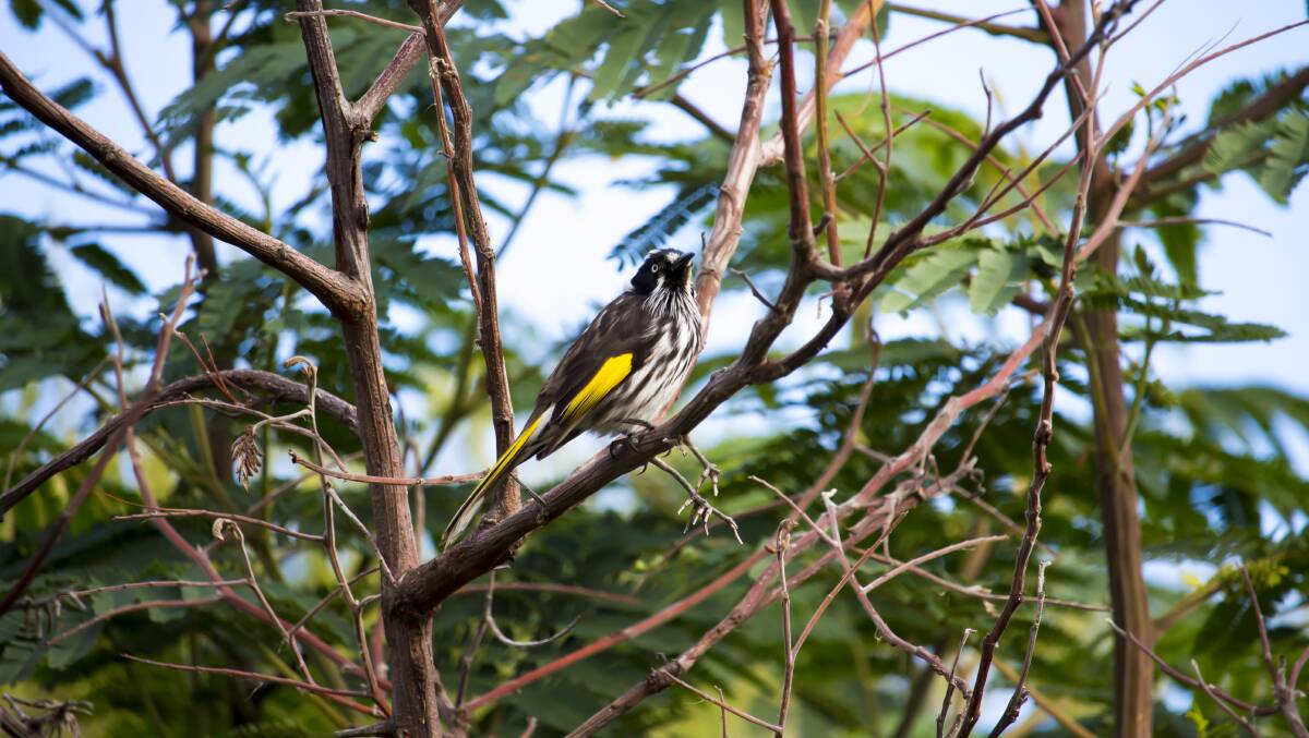VISITORS: Honeyeaters can be seen feeding from a range of plants in winter, including grevilleas and banksias, camellias and other flowers that provide them with a source of nectar. Picture: Alybaba/Shutterstock.com