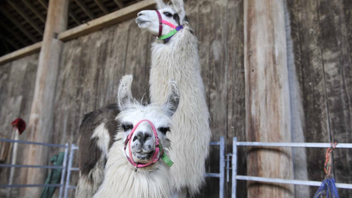 NO DRAMA: File photo of a pair of llamas.
