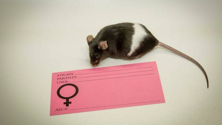The under-representation of female mice in animal trials could have dramatic implications. Photo: Jesse Marlow