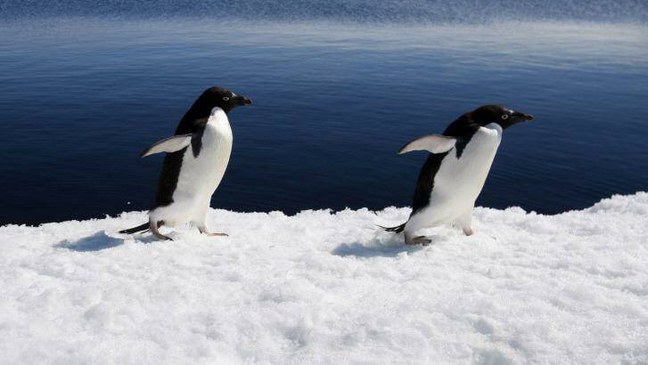 Scientists are examining the impact of a giant iceberg on Adelie penguins at Cape Denison. Photo: Angela Wylie