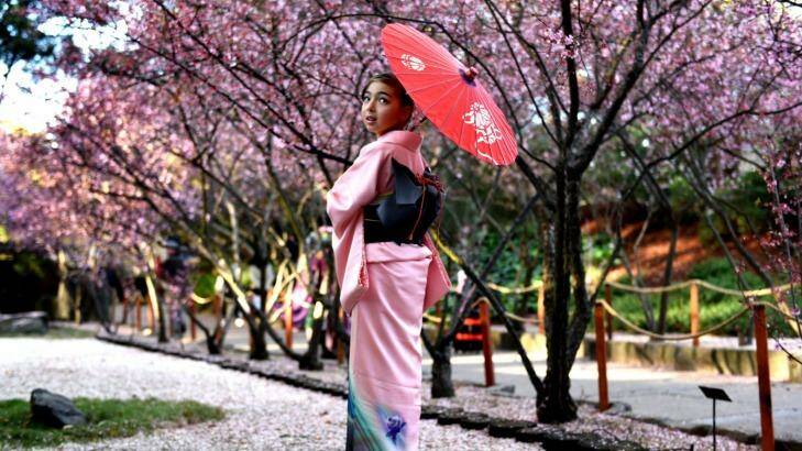 Emily Gessner, 10, wears a kimono to the cherry blossom festival in Auburn. Photo: Steven Siewert