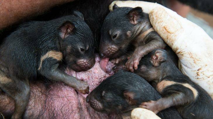 Four-month-old Tasmanian devil joeys in their mother's pouch at Devil Ark in the Barrington Tops. Photo: Janie Barrett