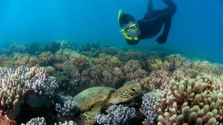 Snorkelling with turtles at the Low Isles.