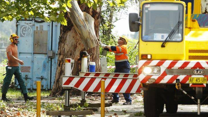 Workers remove trees at Pitt Town Public School, where Bridget Wright was killed by a falling branch.  Photo: James Brickwood