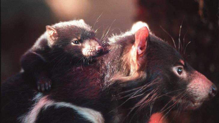 Tasmanian devil joeys build their immune system with peptides contained in mother's milk. Photo: Rick Stevens