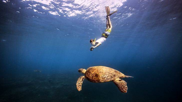 Swimming with a turtle in the Coral Sea. Photo: Tourism Australia 
