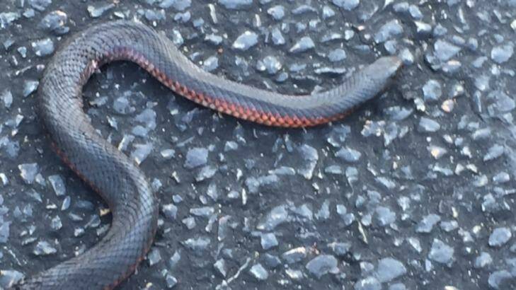 The juvenile red-bellied black snake which bit Sarah Adam on the ankle on the October Long Weekend. Photo: NSW Ambulance