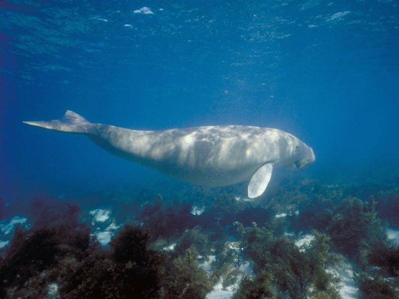 Two Queensland men have been fined $17,000 for killing two green turtles and a dugong