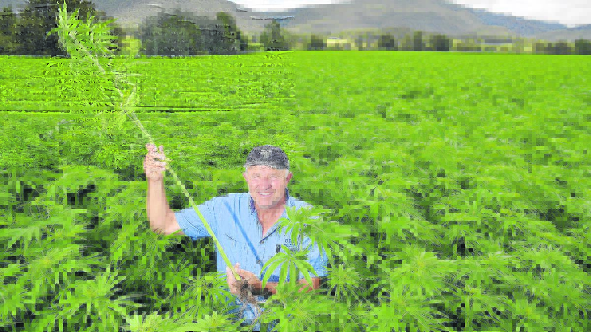 BUMPER CROP:  Vacy farmer Bob Doyle and his hemp crop which he says has a huge future.  	Picture by STUART SCOTT  
