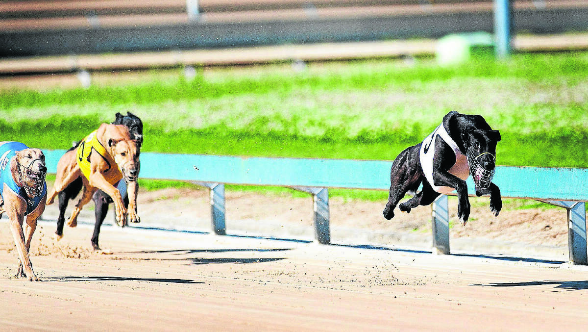 Lord Gee is one of the leading contenders from local dogs in the Future Stars final.