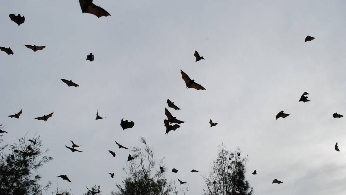 BAT PROBLEM: Bat populations increase in summer.