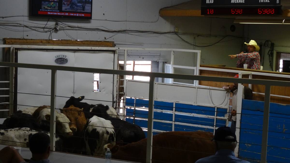  Rimbey Cattle sale, where prices received were more than two and a half times what we are receiving here.