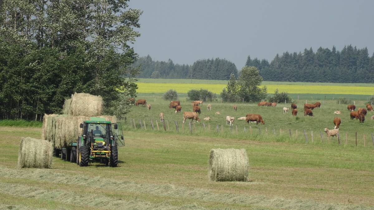  Hay cutting season was in full swing in Alberta. Enough hay has to be stored to carry the cows and calves through the winter.