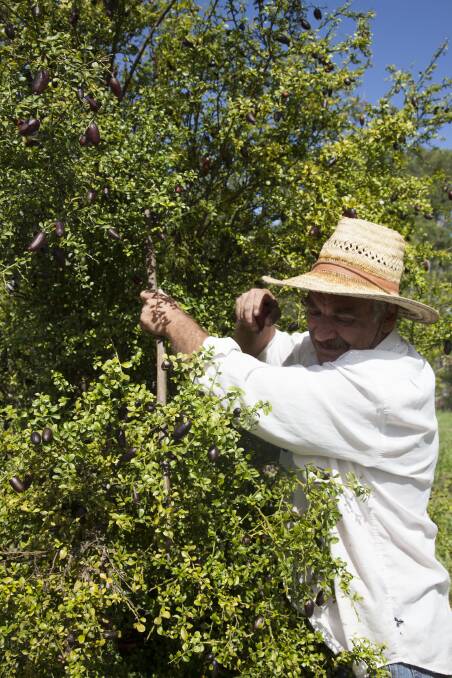 Michael Griffiths avoids the spiny branches to pick the limes.