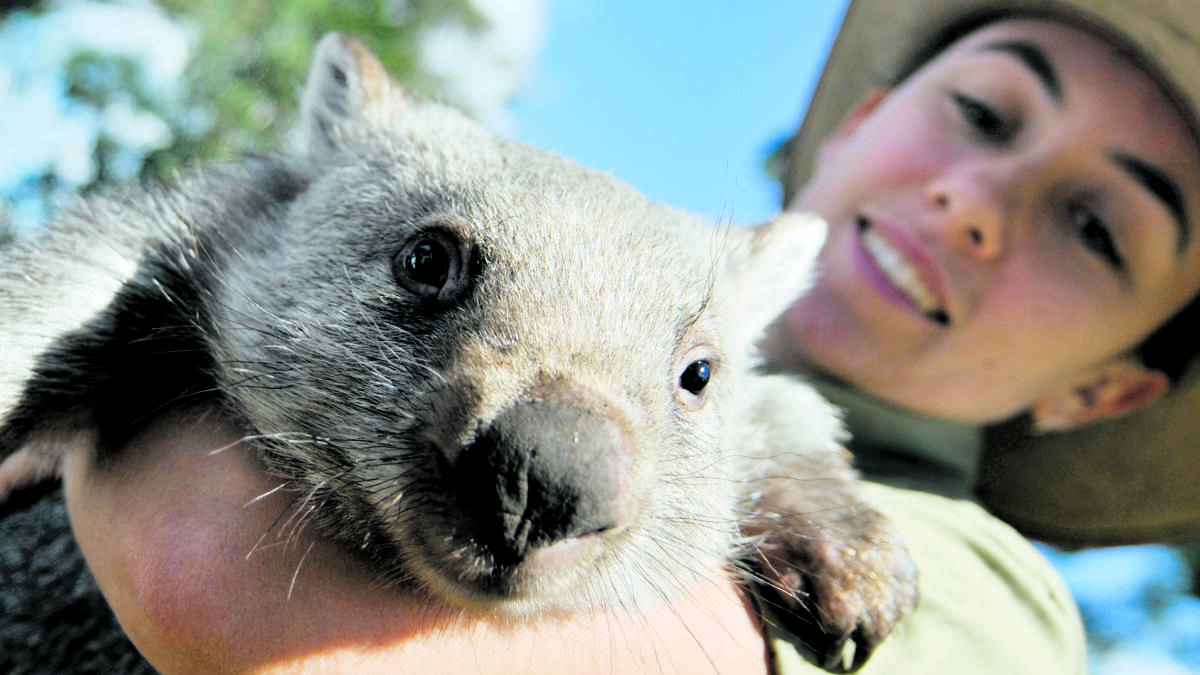 OH SO CUTE:  Edie the wombat, having a great time with her handler Danielle Rae.  