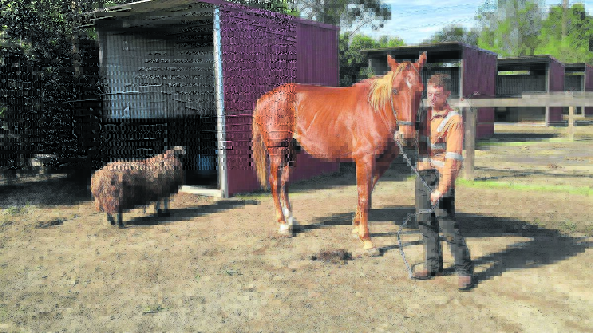 ON DRY LAND:  Luke Muirhead who walked Blue and Sheep two kilometres through floodwater to safety.