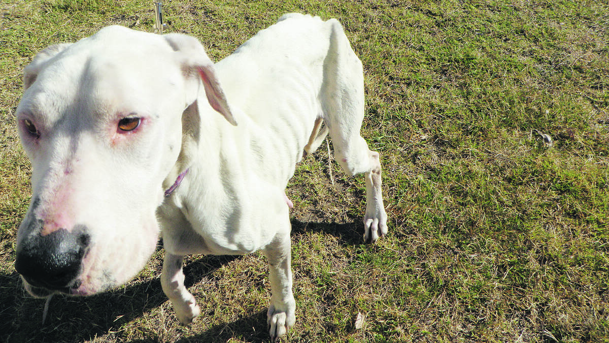 CRUELTY: This emaciated dog was dumped at the RSPCA.