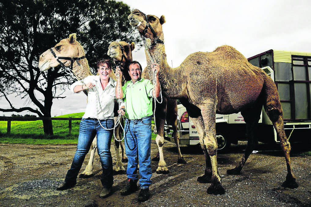 STARS:  Diane Gooley and Rod Sansom of Oakfield Ranch with Baldy, Ruby and Sid.