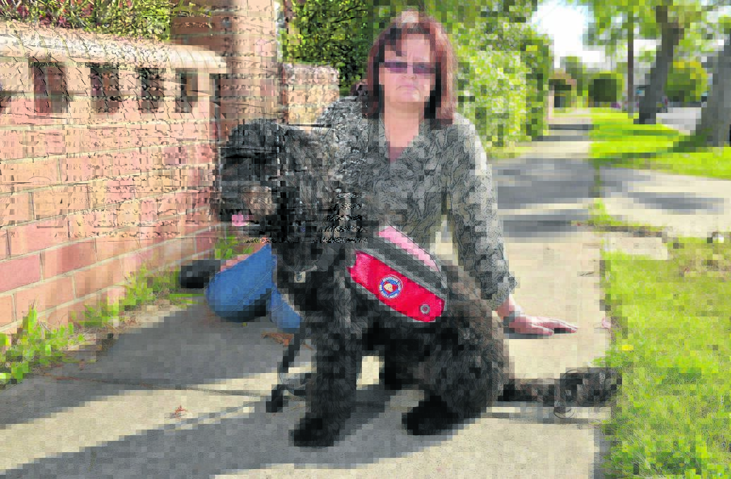 ATTACKED:  Assistance dog trainer Carmel Caczmar with Moet, who 
suffers anxiety after twice being attacked by other dogs. 	