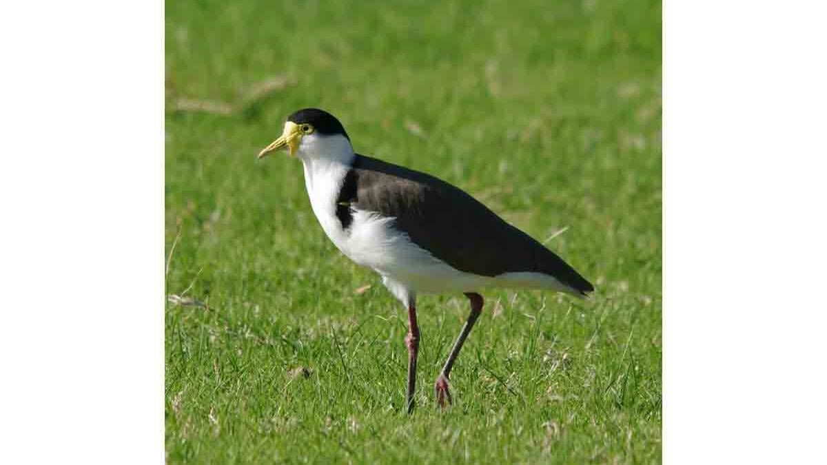 PROTECTIVE: Plovers are highly protective of their eggs which are laid on the ground, usually in long grass.