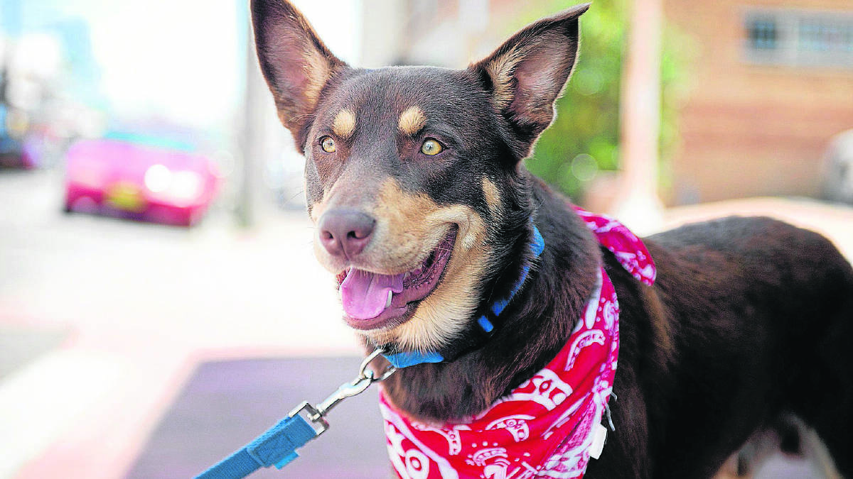 SEEING RED:  Marlie the kelpie, dressed to thrill in his bandanna. 
  	Picture by ALAN HARDIE