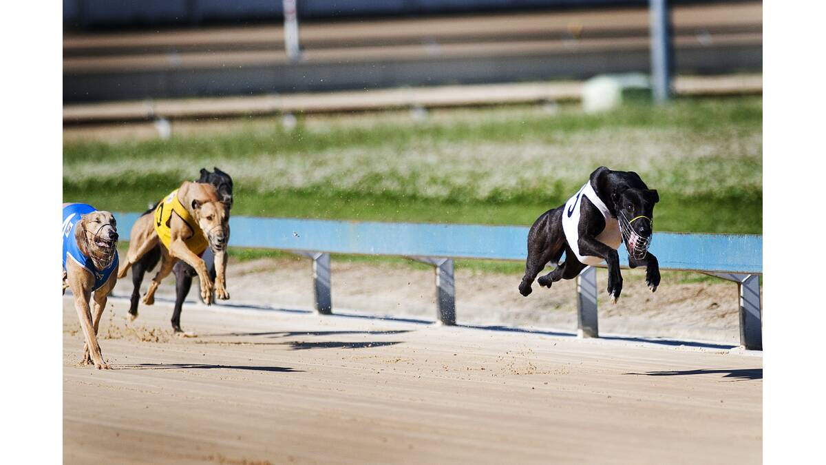 Media denied access to Hunter greyhound grave sites inquiry