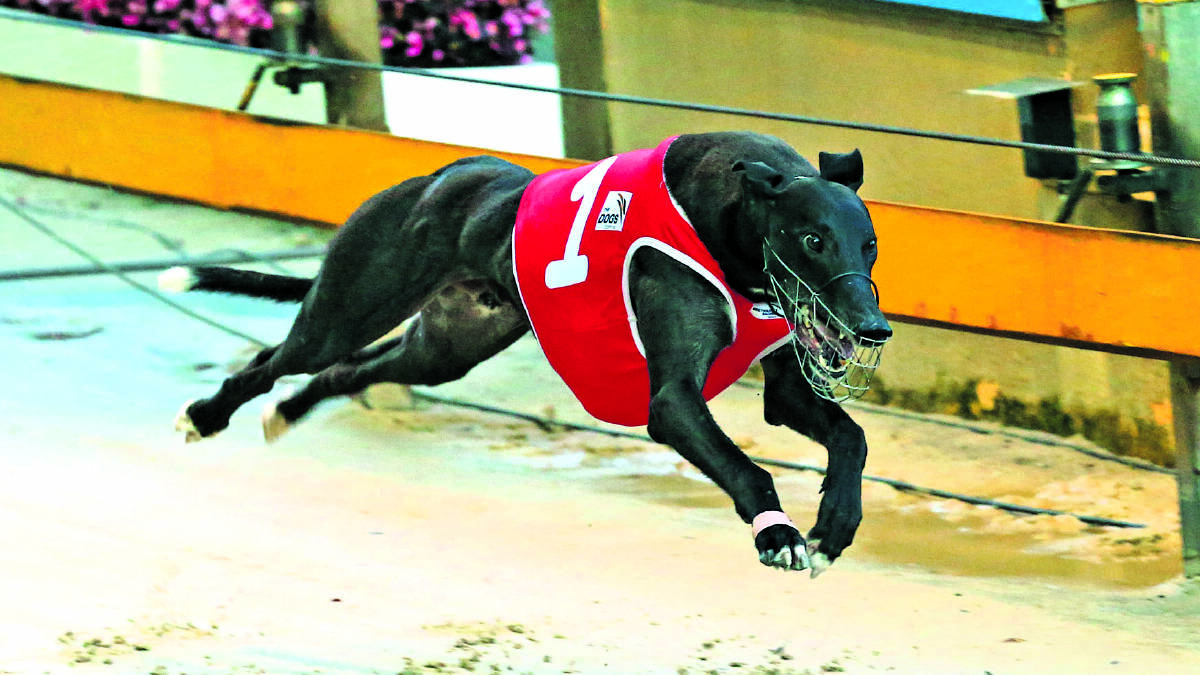 ONE TO WATCH:  Exciting sprinter Winsome Prince is aiming for a perfect 10 at Maitland tonight. 	Picture courtesy Craig Youll
