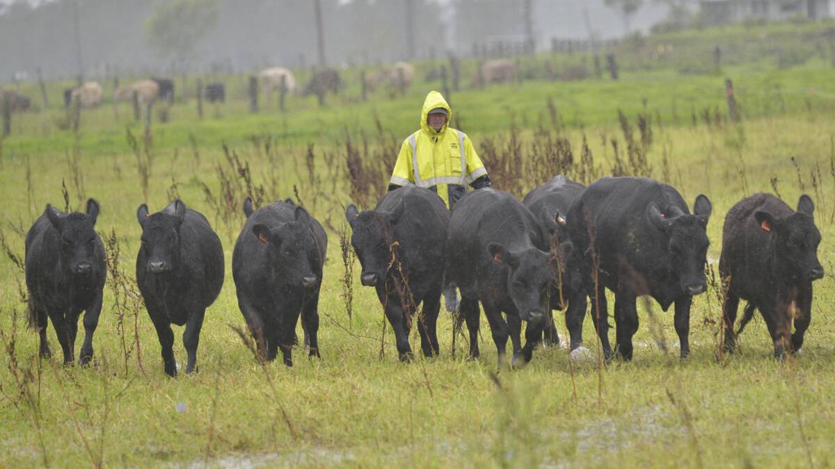 ON THE MOVE:  Allan Ashburner of Riverview, near Raymond Terrace, takes his cattle to higher ground.   	Pictures by STUART SCOTT